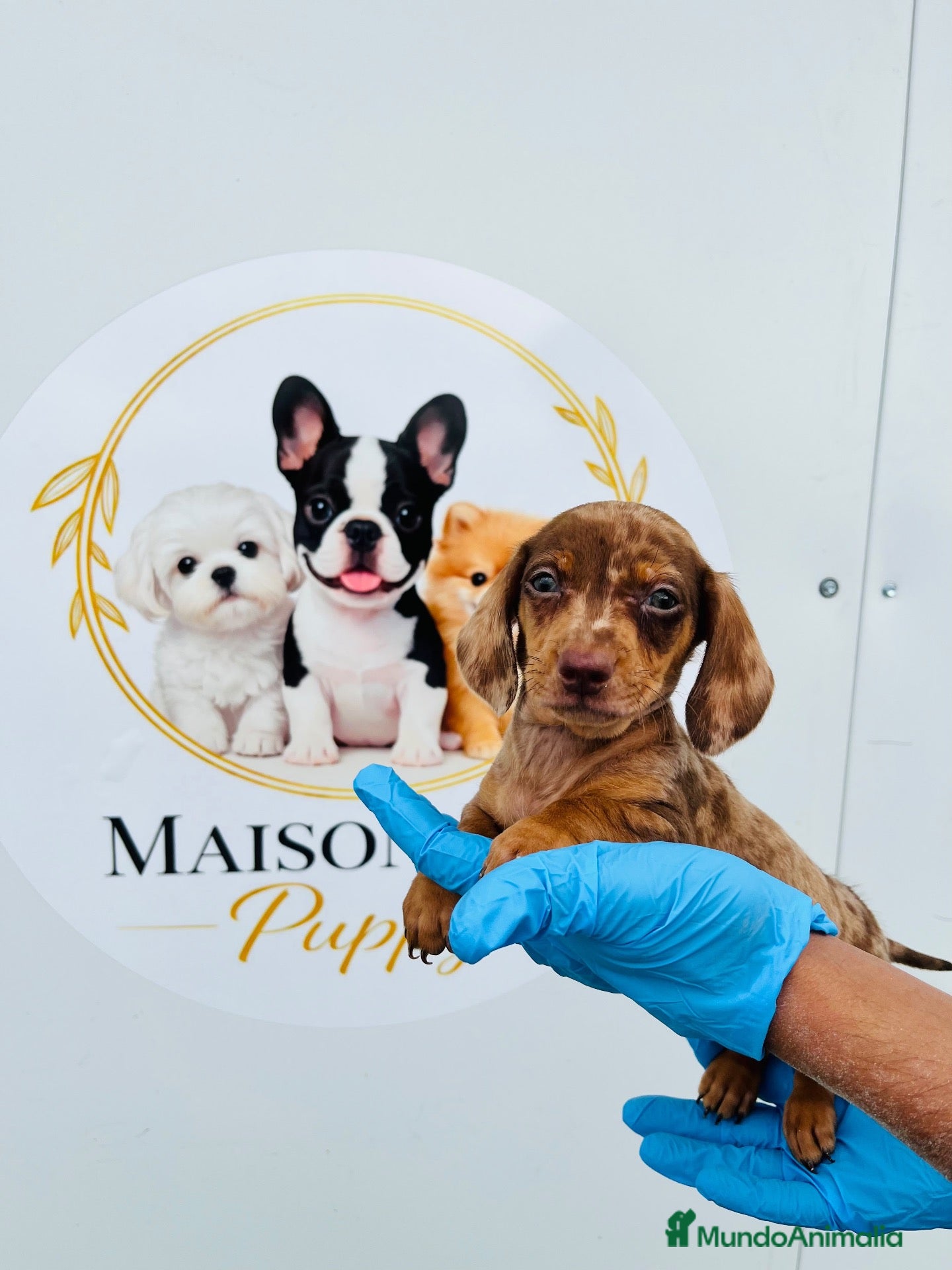 Teckel Miniatura perros CACHORROS DE TECKEL ARLEQUÍN  - Anuncio 1