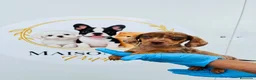 Teckel Miniatura perros en venta: CACHORROS DE TECKEL ARLEQUÍN  - Anuncio 1