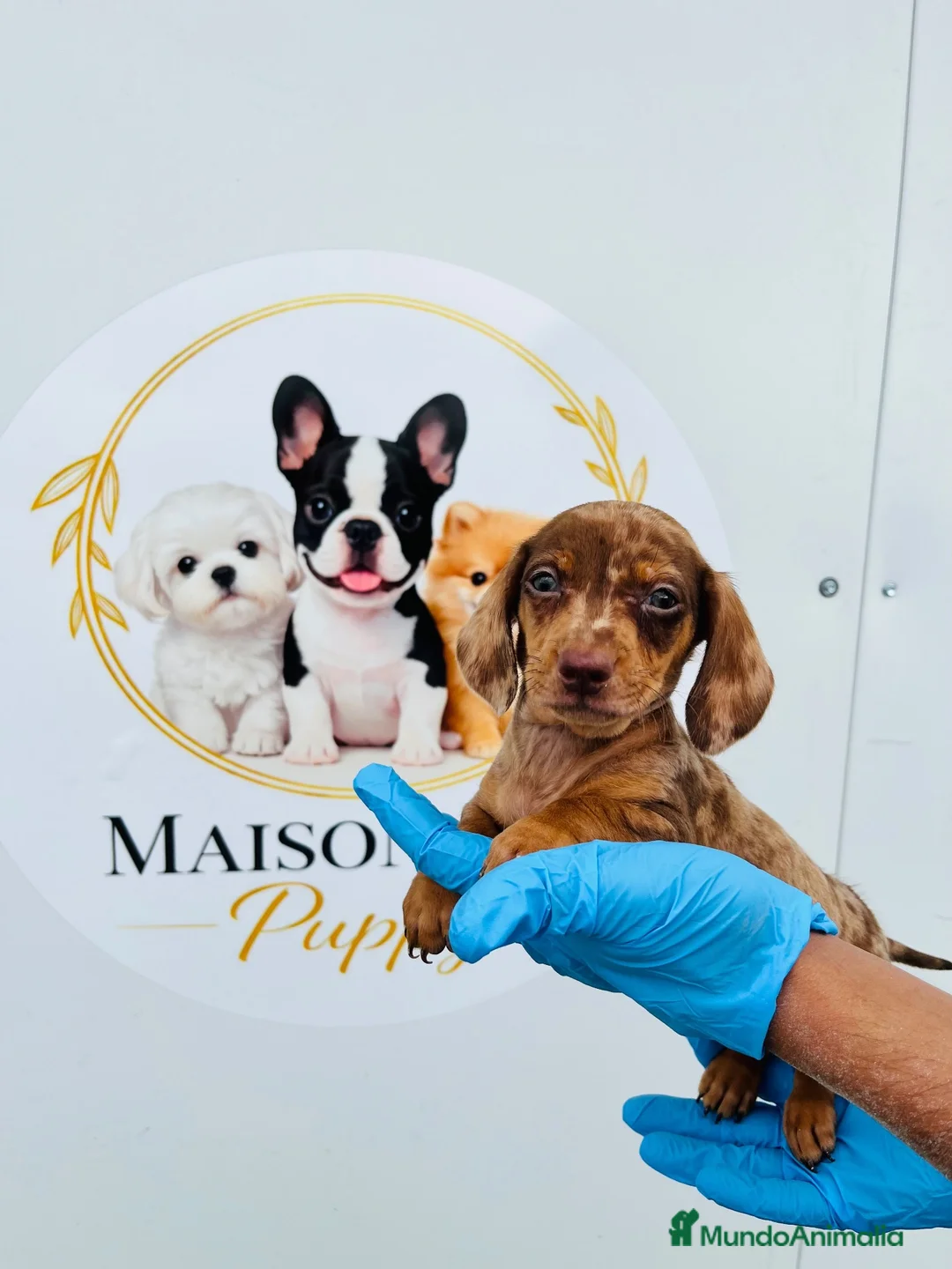 Teckel Miniatura perros en venta: CACHORROS DE TECKEL ARLEQUÍN  - Anuncio 1