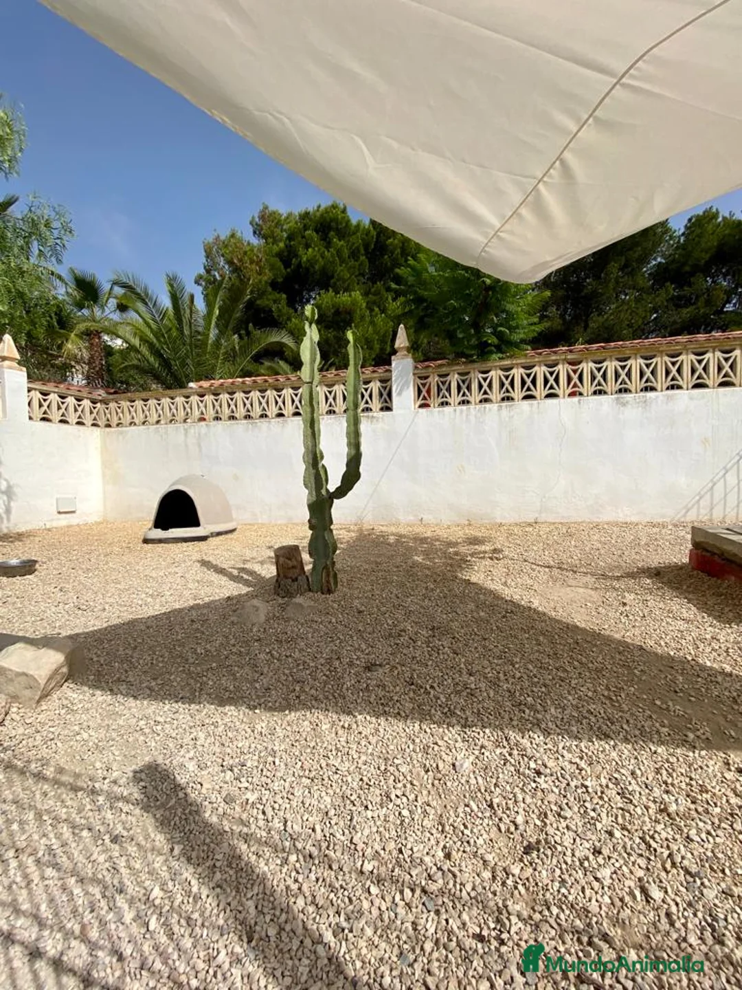 Pinscher Alemán perros en venta: Benidorm Todos los servicios para tu mascota  en Alicante - Anuncio 8