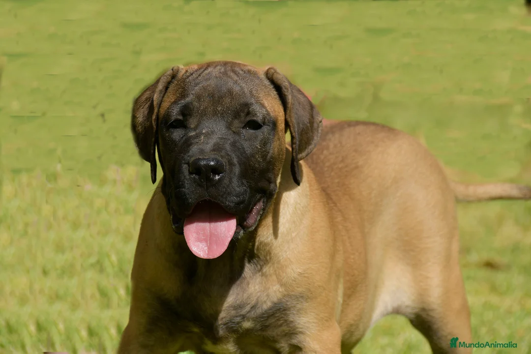 Imagen de galería {{count}}