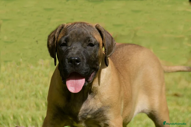 Imagen de galería {{count}}