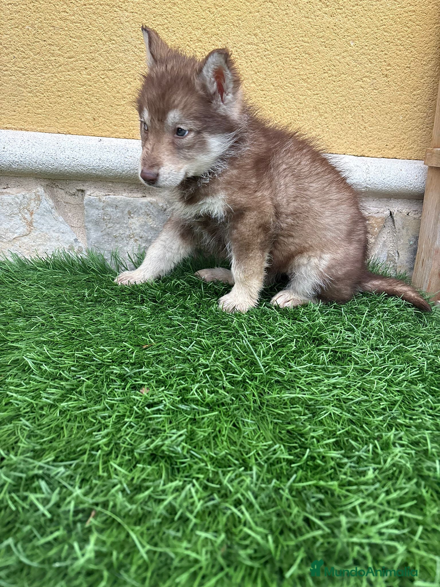 Husky Siberiano perros Hembra Husky Siberiano roja  - Anuncio 1