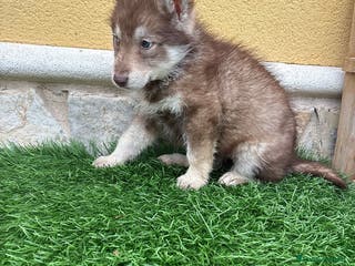 Husky Siberiano perros Hembra Husky Siberiano roja - Anuncio 1
