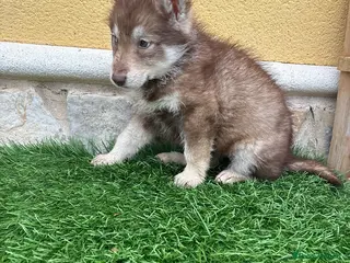 Husky Siberiano perros Hembra Husky Siberiano roja - Anuncio 7