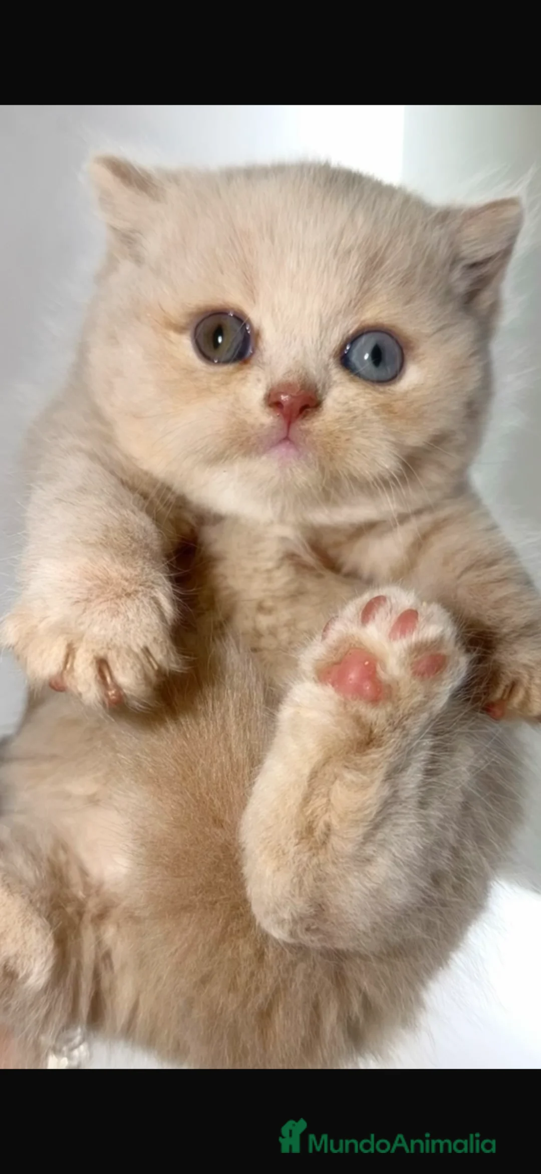 Británico de Pelo Corto gatos en venta: Cachorro British Shorthair - Anuncio 1