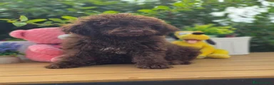 Perro de Agua Español 2
