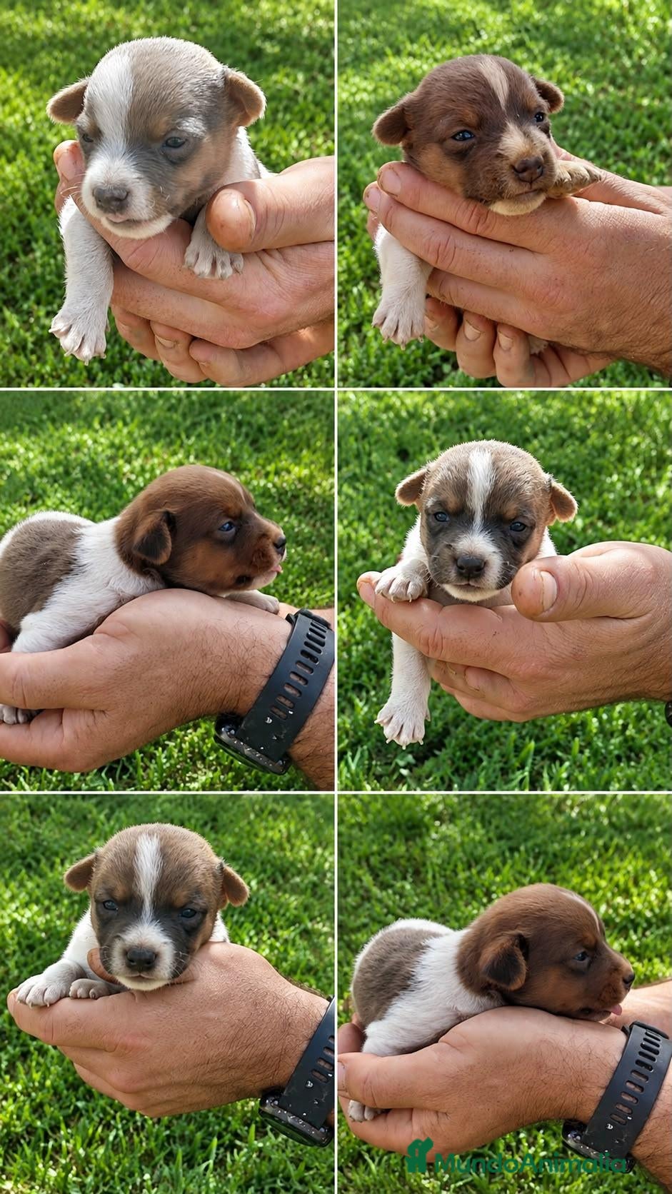 Jack Russell Terrier perros Jack Russell - Anuncio 1