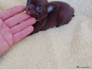 Chihuahua perros IMPRESIONANTE CHIHUAHUA LINEA TOY - Anuncio 1