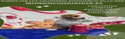 Caniche Toy perros en venta: IMPRESIONANTES CANICHES LINEA TOY  - Anuncio 25