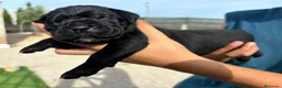 Cane Corso perros en venta: Cane Corso  - Anuncio 1