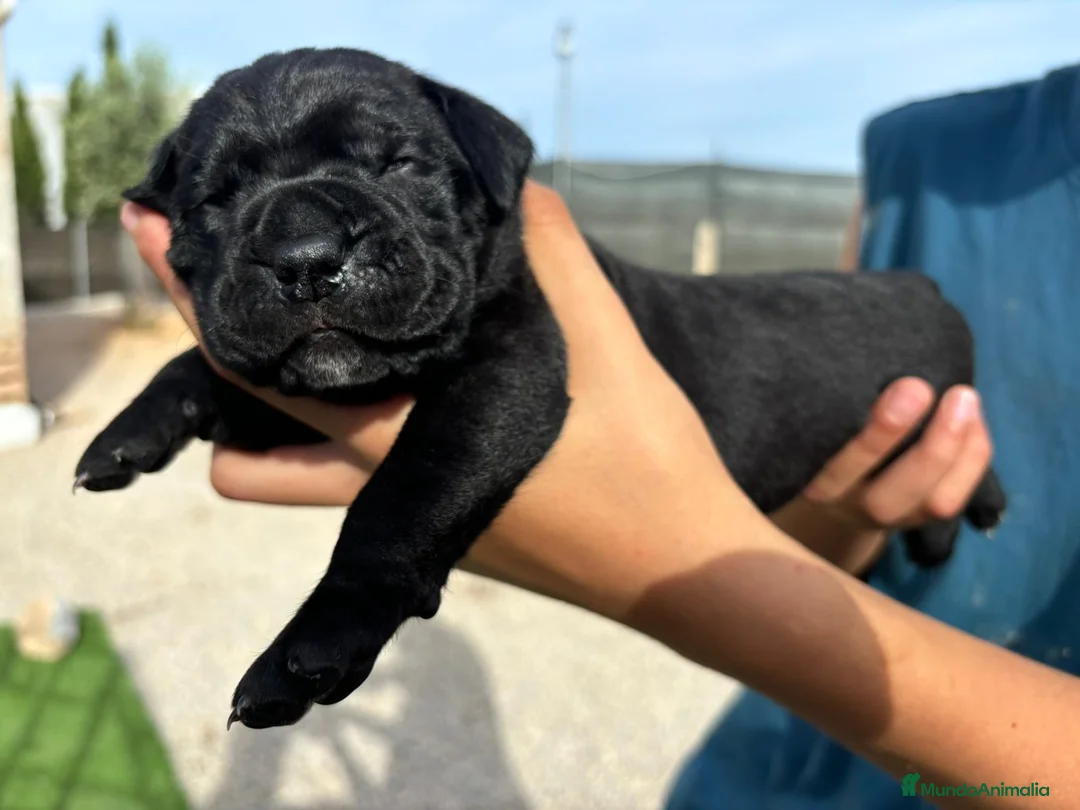 Cane Corso perros en venta: Cane Corso  - Anuncio 1