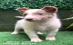 Border Collie perros en venta: BORDER COLLIE color lilac - Imagen 3