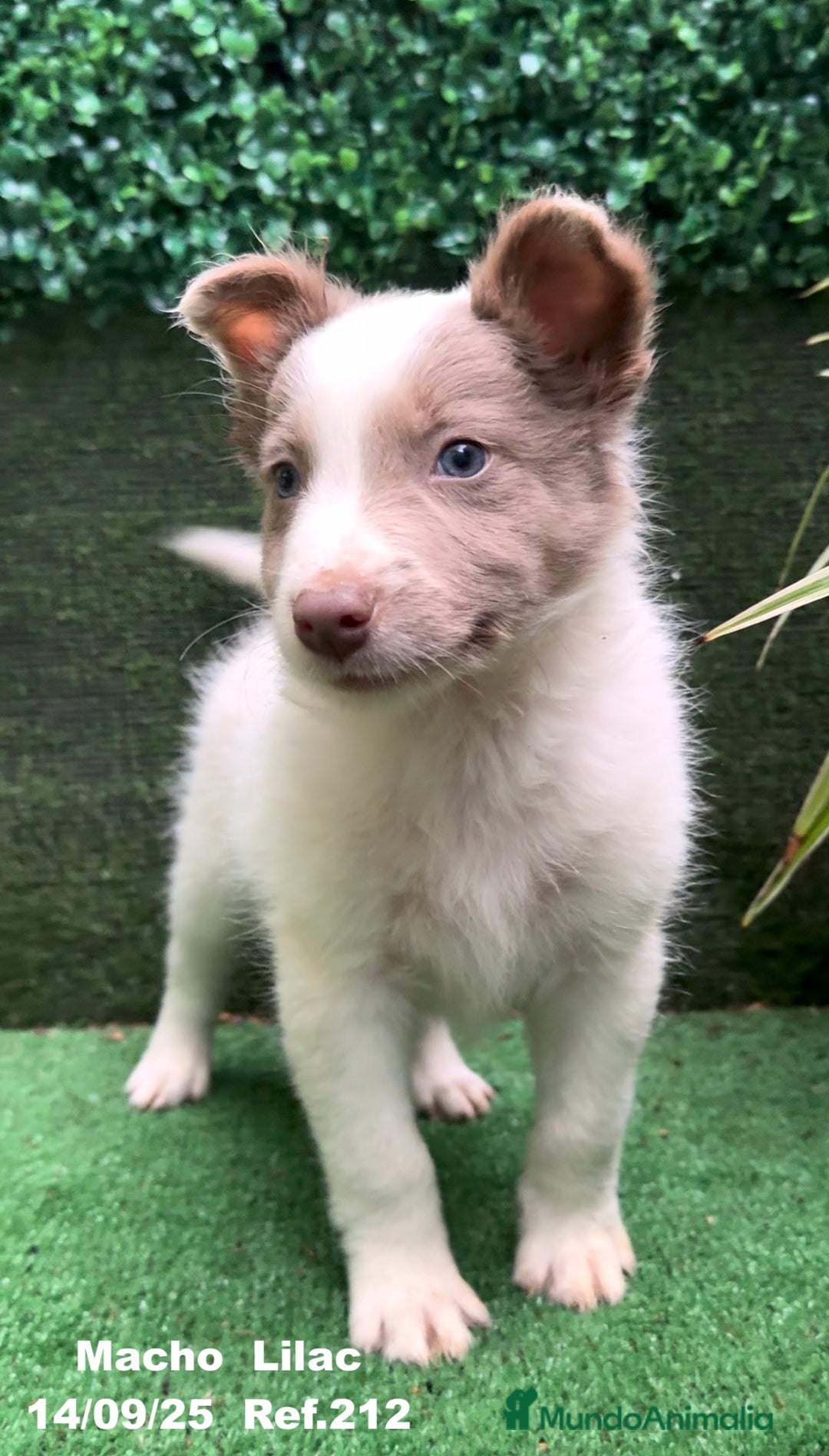 Border Collie perros en venta: BORDER COLLIE color lilac - Imagen 3