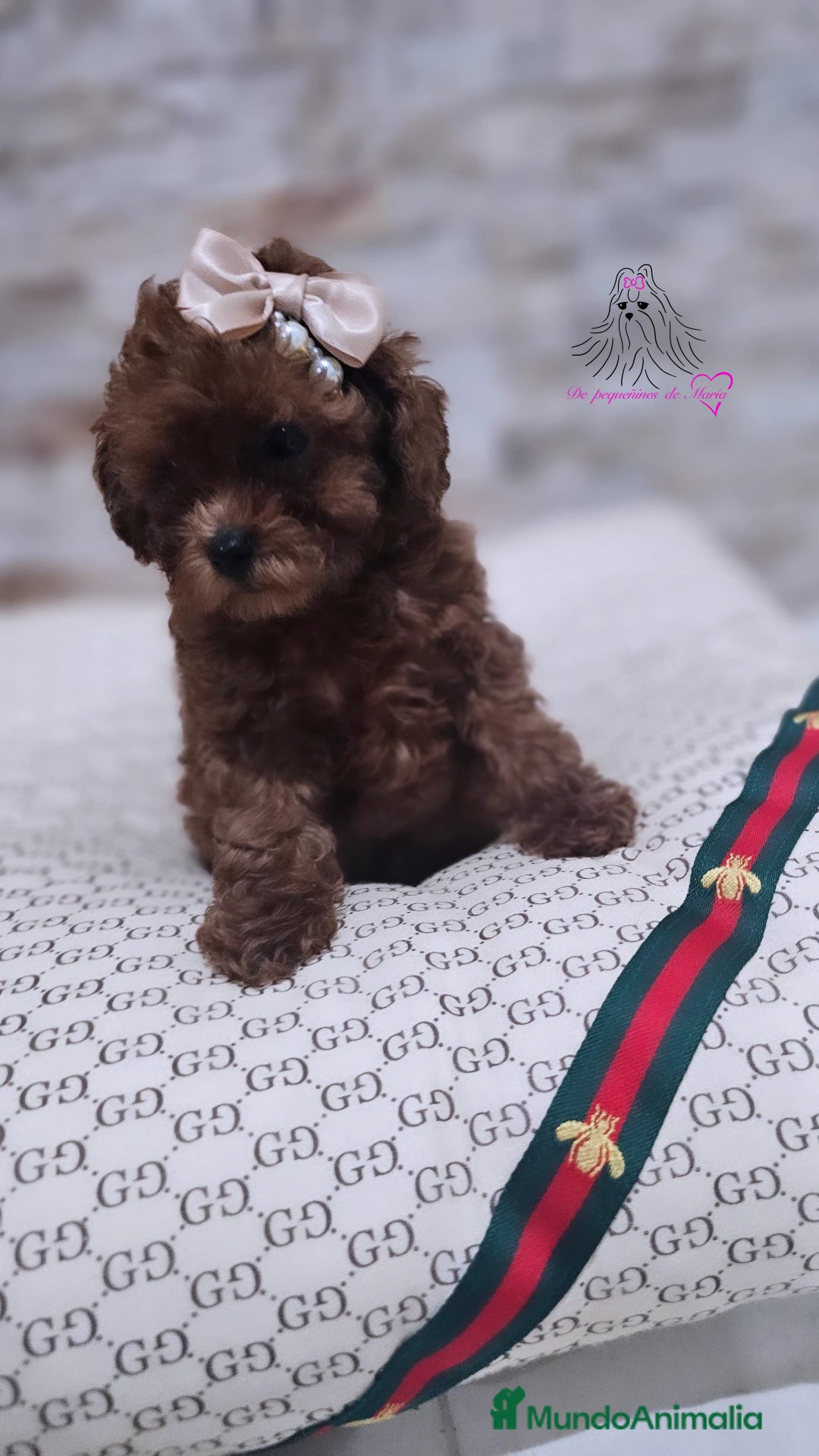 Caniche Toy perros CANICHE ROJA ASIÁTICA MINIATURA - Anuncio 1