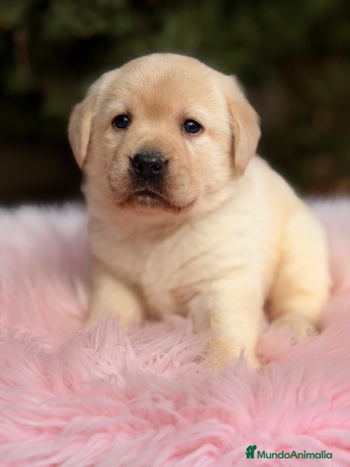 Labrador Retriever perros LABRADOR RETRIEVER  - Anuncio 1