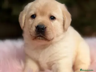 Labrador Retriever perros LABRADOR RETRIEVER - Anuncio 1