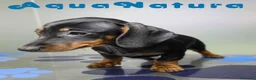Teckel perros en venta: Teckel Hembra de Kily y Luisiño 1875 - Anuncio 7