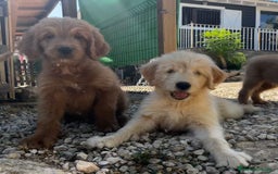 Goldendoodle perros en venta: Goldendoodle  - Imagen 2