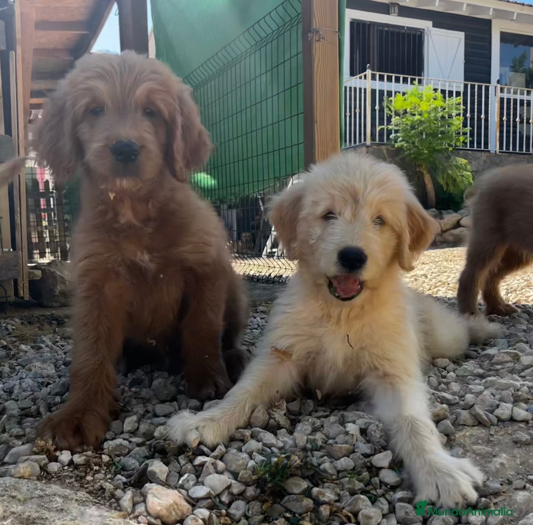 Goldendoodle perros en venta: Goldendoodle  - Imagen 2