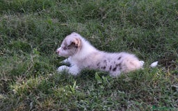 Border Collie perros en venta: MACHO rojo mirlo de Border Collie - Imagen 19