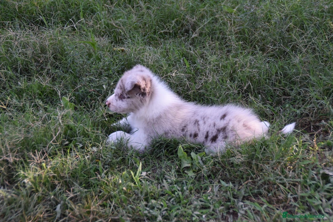 Border Collie perros en venta: MACHO rojo mirlo de Border Collie - Imagen 19