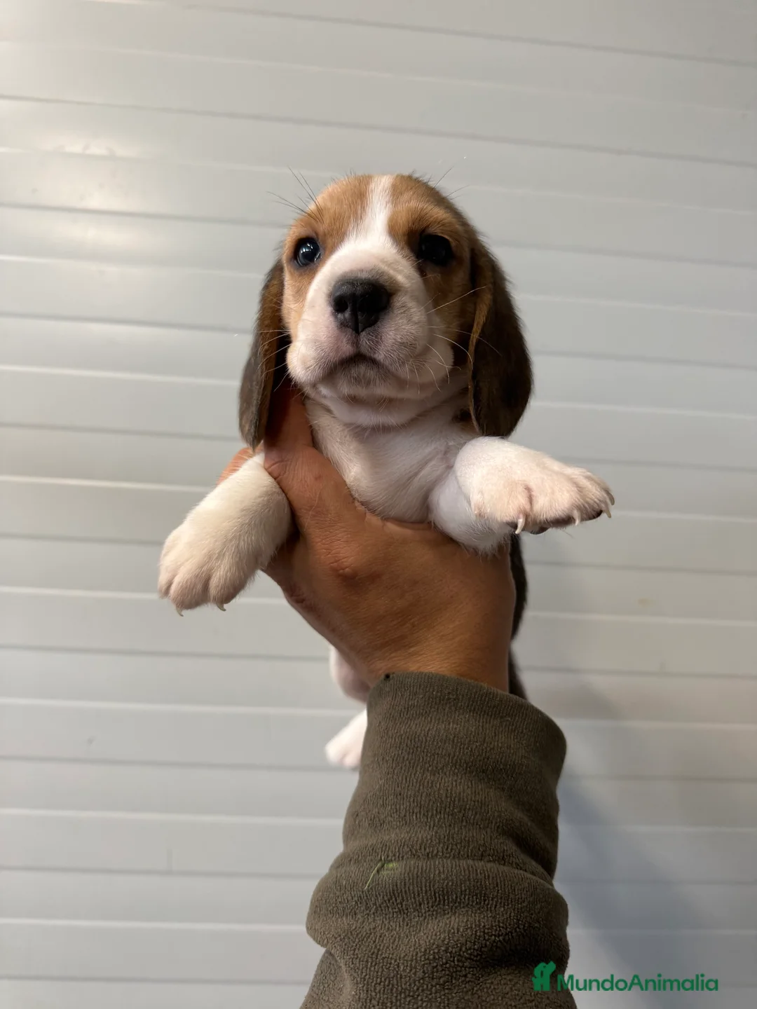 Beagle perros en venta: Beagle hembra  - Anuncio 1