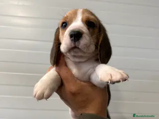 Beagle perros Beagle hembra - Anuncio 1