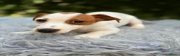 Jack Russell Terrier perros en venta: JACK RUSSELL - Anuncio 3