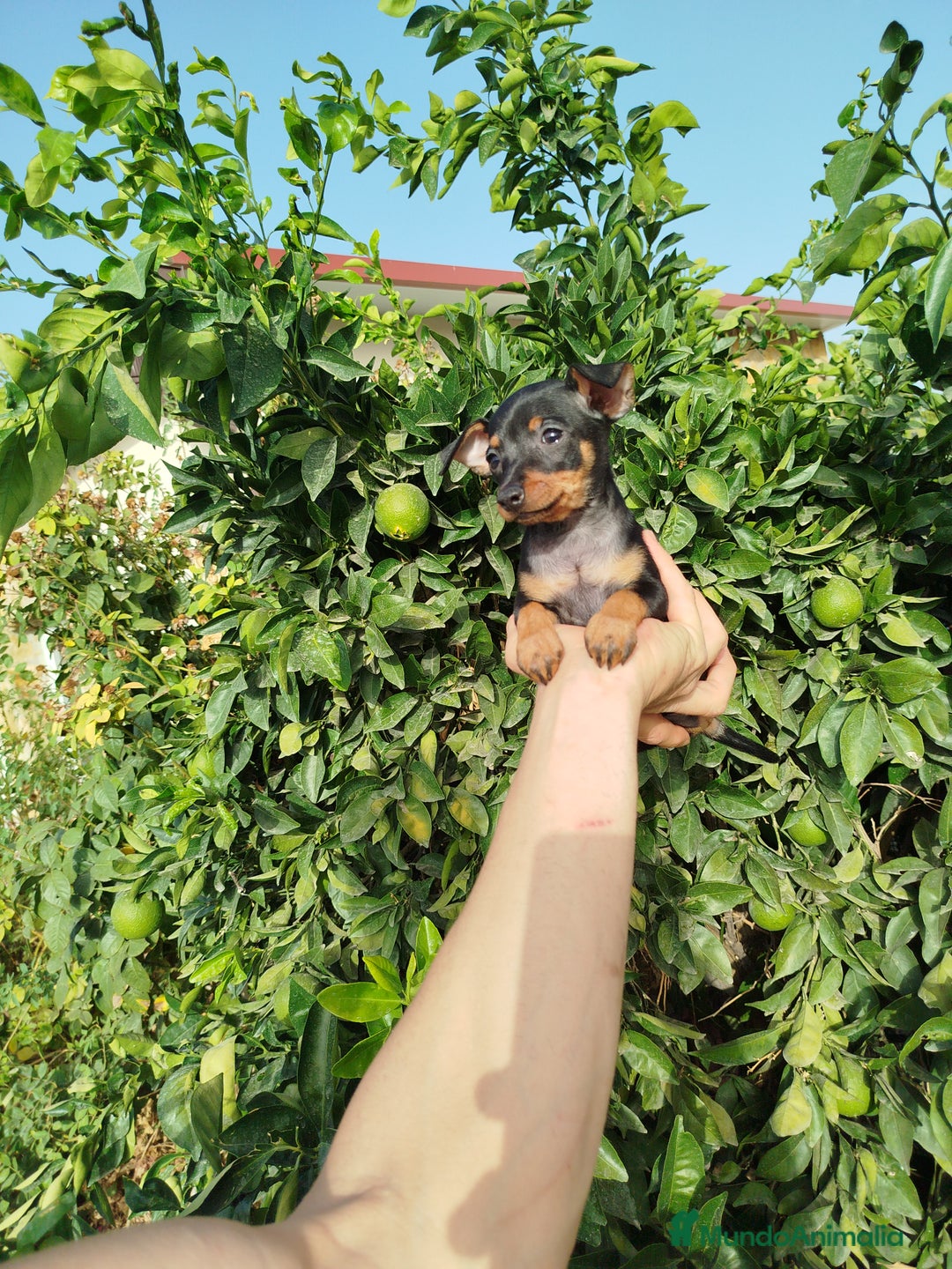 Pinscher Miniatura perros en venta: Mini pincher toy  - Imagen 7