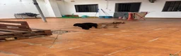 Caniche Toy perros en venta: CANICHE TOY - Anuncio 6