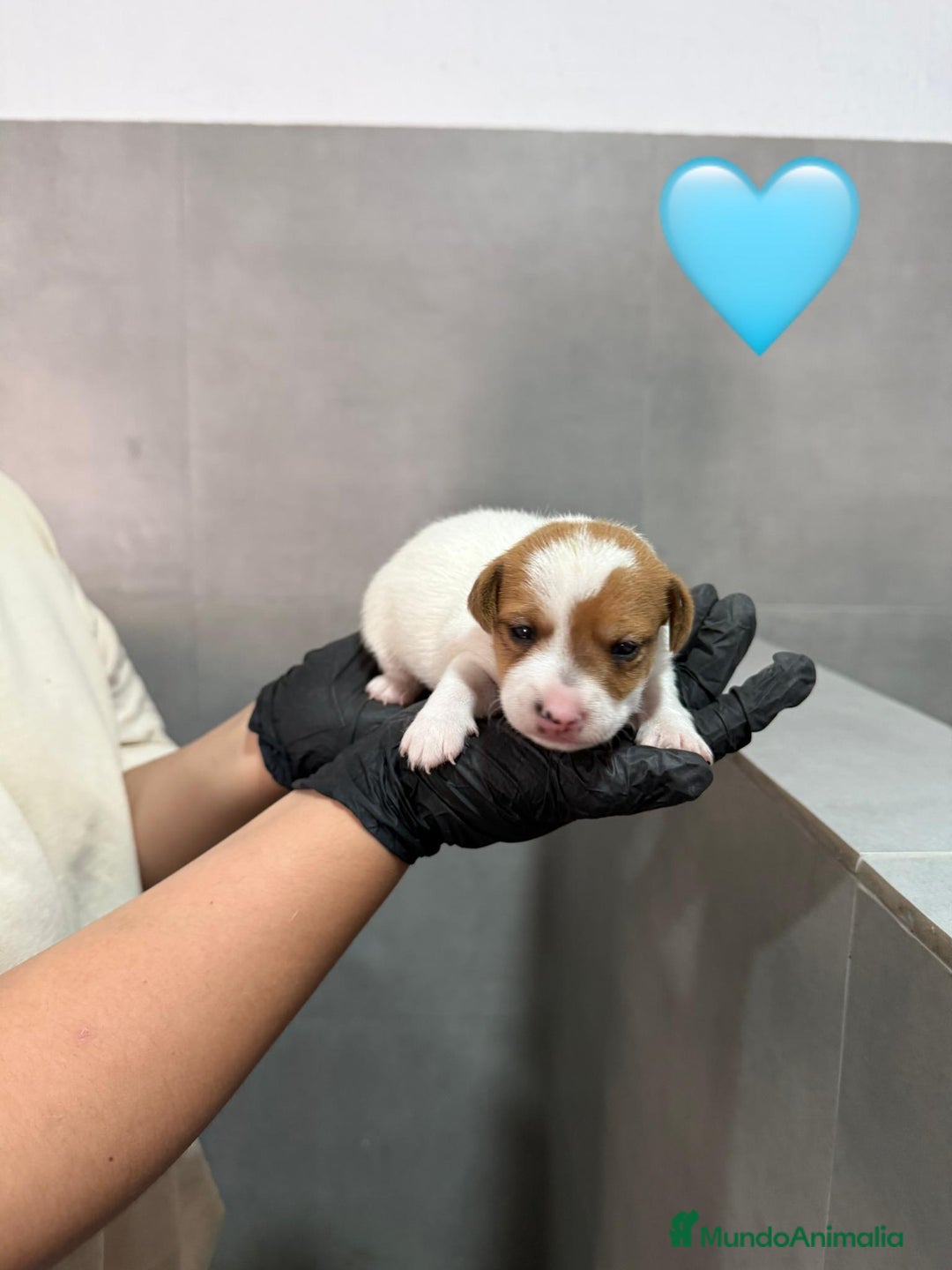 Jack Russell Terrier perros en venta: Cachorros Jack Russell bicolor patita corta  - Imagen 6