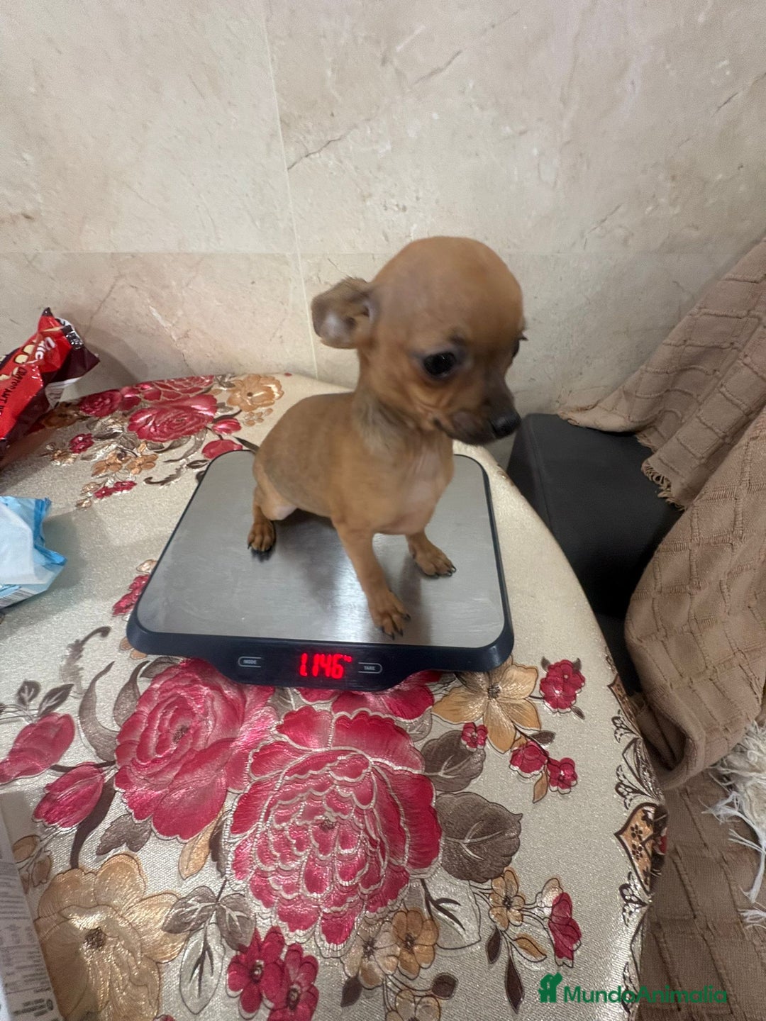 Chihuahua perros en venta: Chihuahua toy  - Anuncio 4