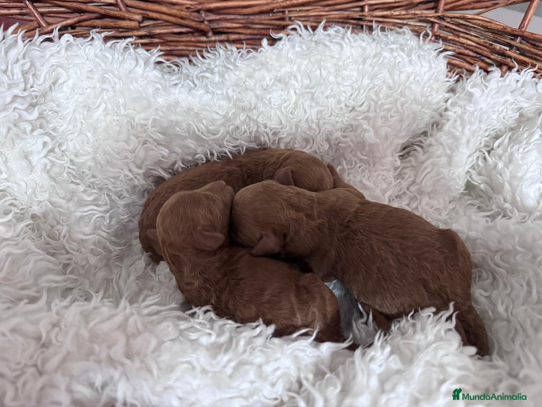 Caniche Toy perros en venta: CANICHE TOY  - Anuncio 4