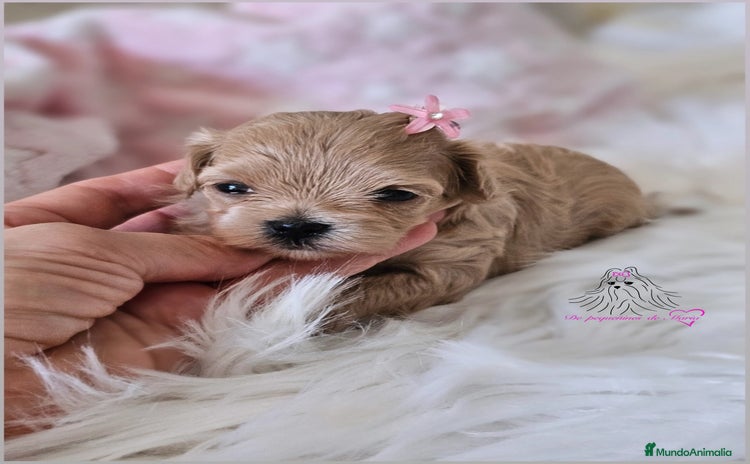 Maltipoo perros - Anuncio 13