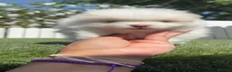 Pomerania perros en venta: POMERANIA - Anuncio 6