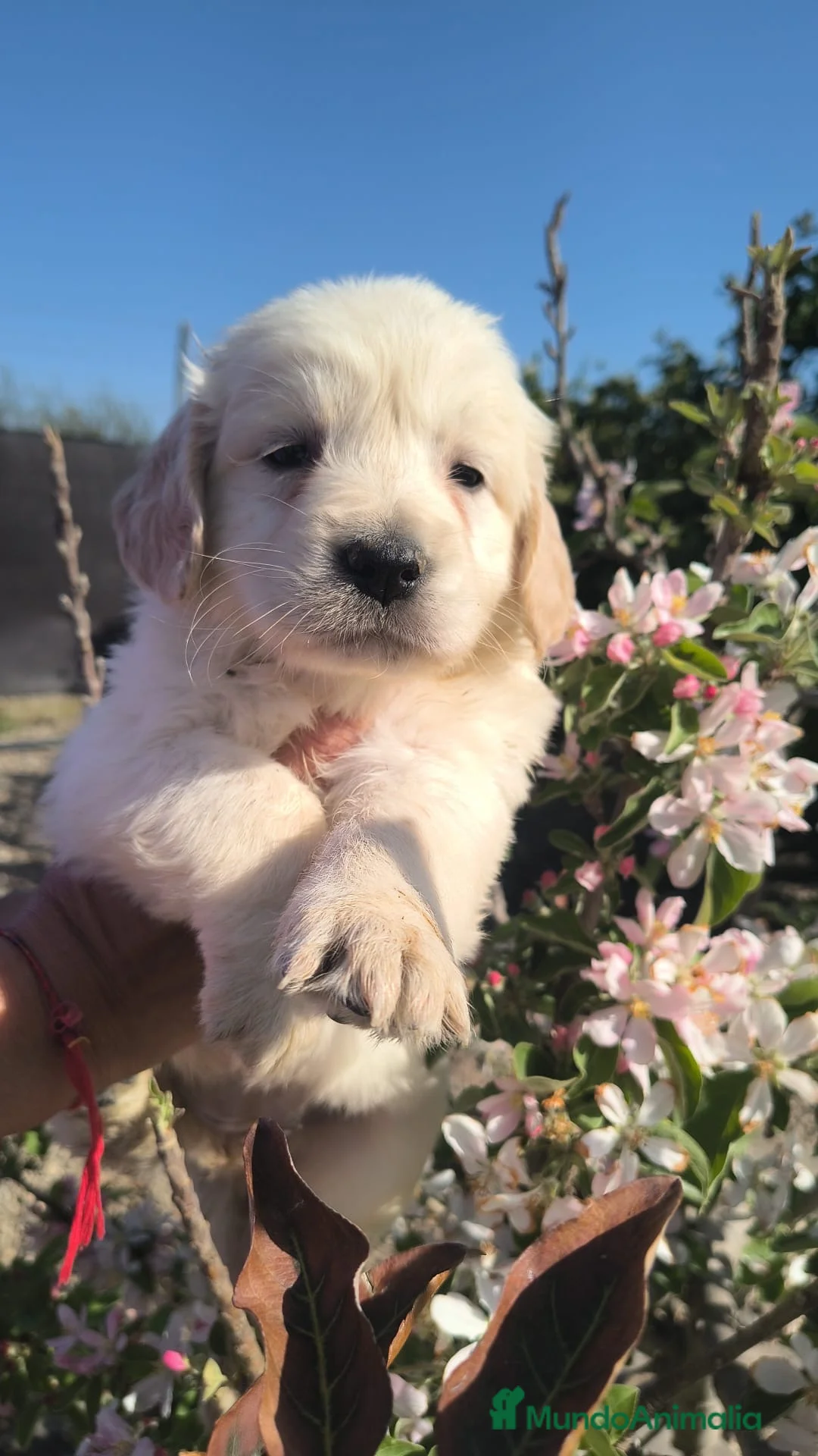Golden Retriever perros en venta: preciosos golden retriever LÉVATE EL TUYO! en Málaga - Anuncio 2