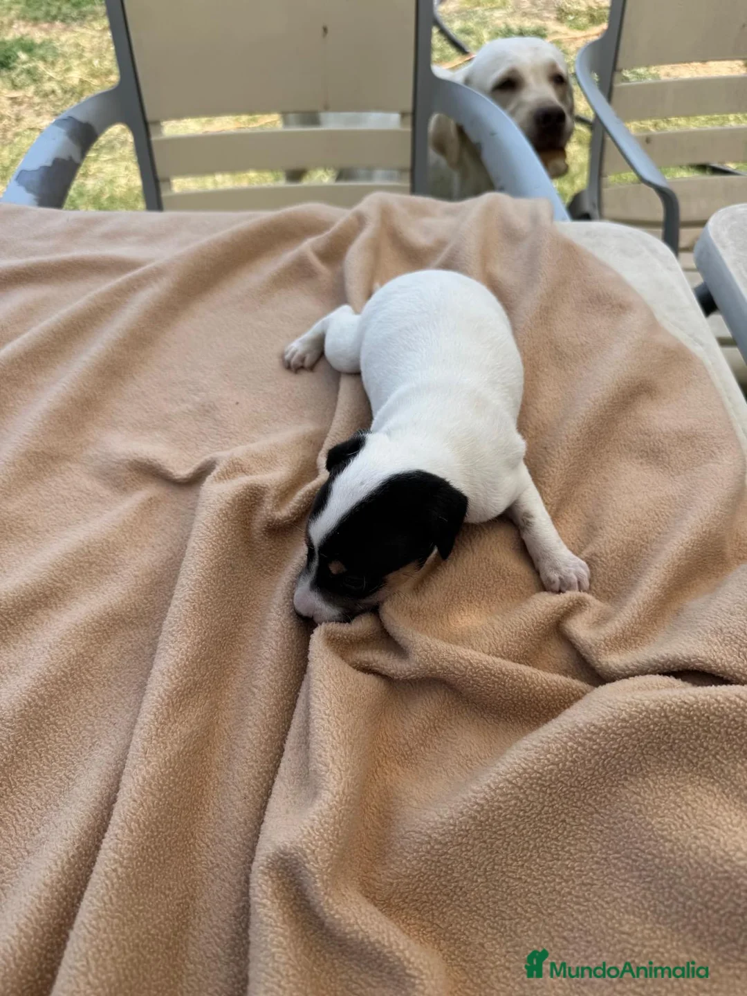 Ratonero Bodeguero Andaluz perros en venta: Cachorros bodeguero - Anuncio 1