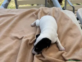 Ratonero Bodeguero Andaluz perros Cachorros bodeguero - Anuncio 4