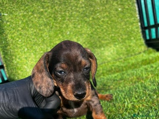 Teckel perros en Badajoz - Anuncio 1