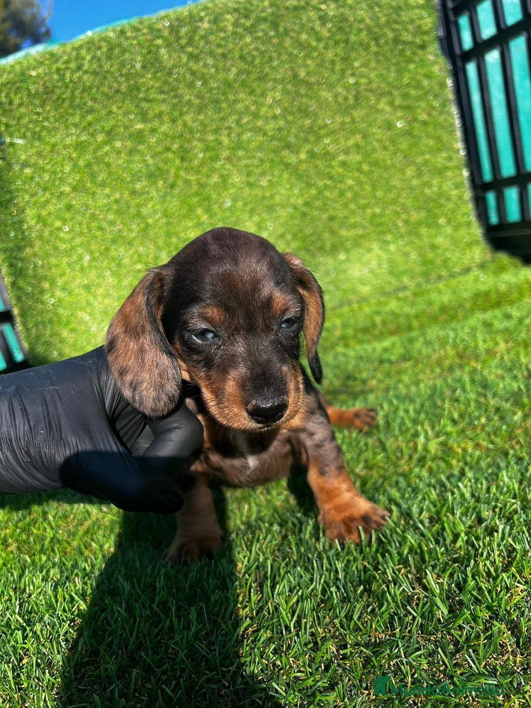 Teckel perros en venta: TECKEL //// MINIATURA  en Badajoz - Anuncio 1