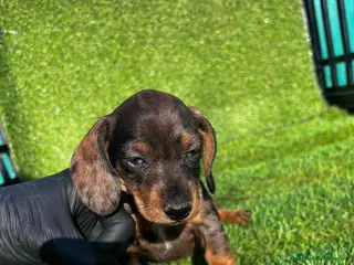 Teckel perros TECKEL //// MINIATURA en Badajoz - Anuncio 9