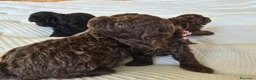 Caniche Toy perros en venta: Caniches Toy - Anuncio 2