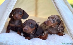 Teckel perros en venta: ESPECTACULAR CACHORROS TECKEL ARLEQUÍN Y CHOCOLATE - Imagen 2