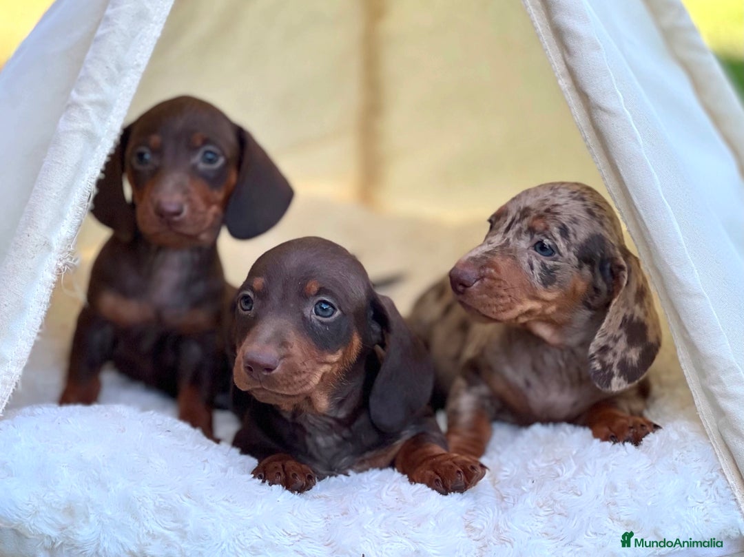 Teckel perros en venta: ESPECTACULAR CACHORROS TECKEL ARLEQUÍN Y CHOCOLATE - Imagen 2