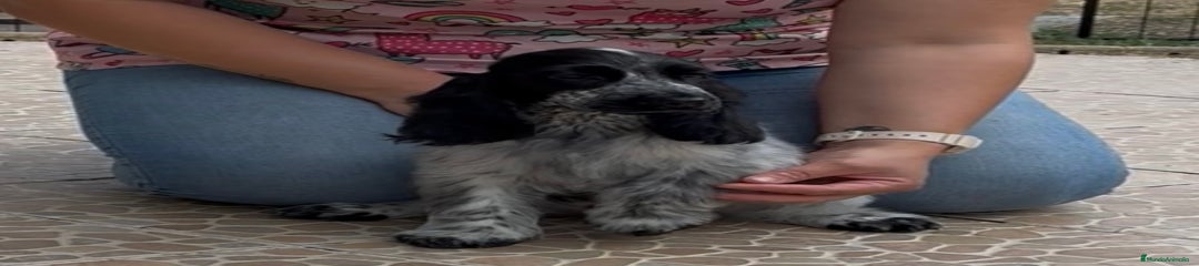 Cocker Spaniel Inglés Cachorro 2