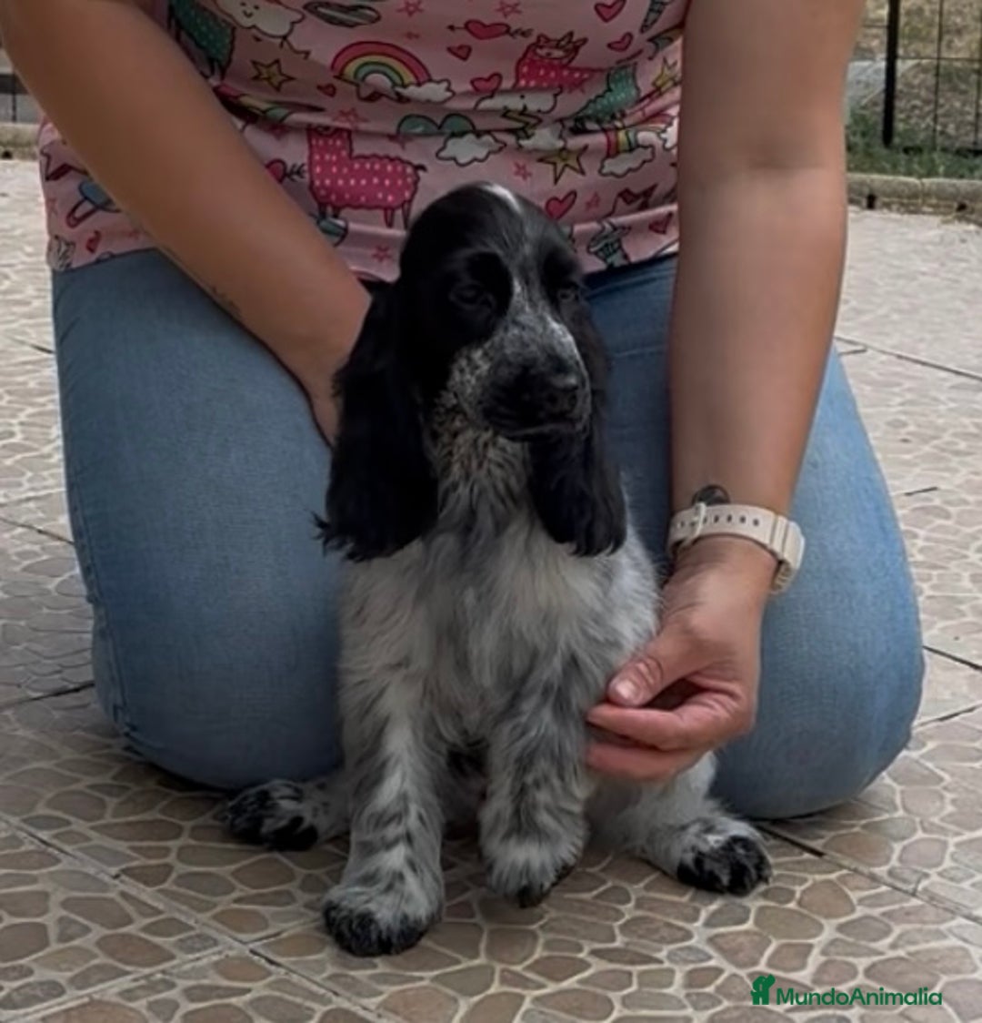 Cocker Spaniel Inglés perros en venta: Juguetones cocker spaniel ingles calidad - Imagen 3