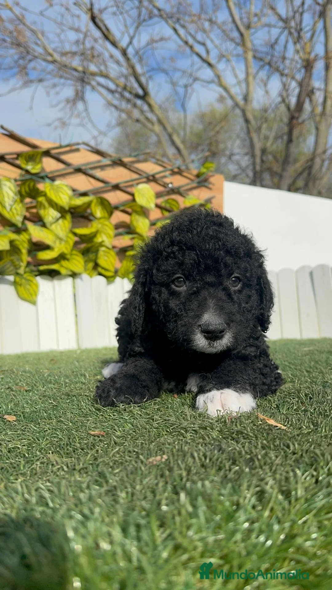 Perro de Agua Español perros en venta: PERRO DE AGUA ESPAÑOL-LISTO PARA ENTREGAR - Anuncio 11