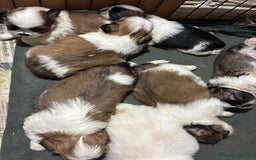 Shih Tzu perros en venta: Machitos de shihtzu - Imagen 4
