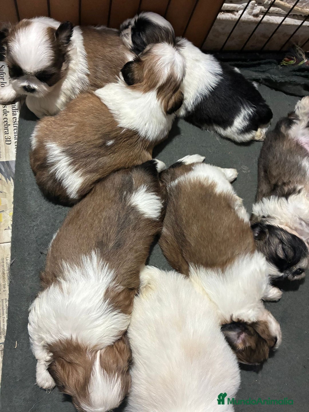 Shih Tzu perros en venta: Machitos de shihtzu - Imagen 4